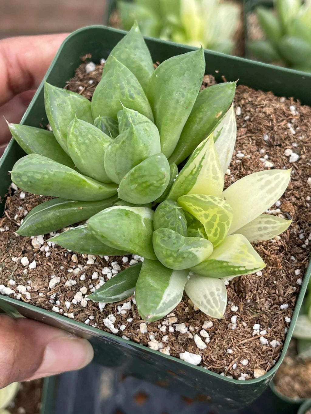 Variegated Haworthia Cuspidata #38 | Rare Live Succulent
