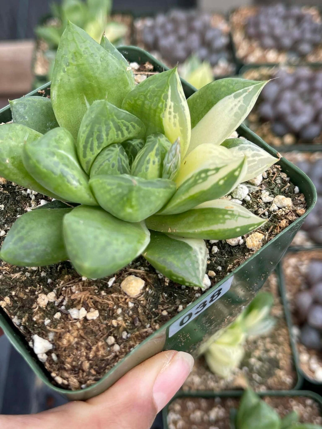 Variegated Haworthia Cuspidata #38 | Rare Live Succulent