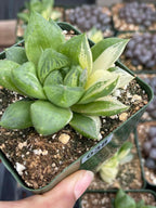 Variegated Haworthia Cuspidata #38 | Rare Live Succulent