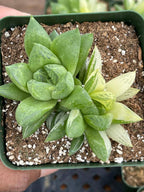 Variegated Haworthia Cuspidata #38 | Rare Live Succulent