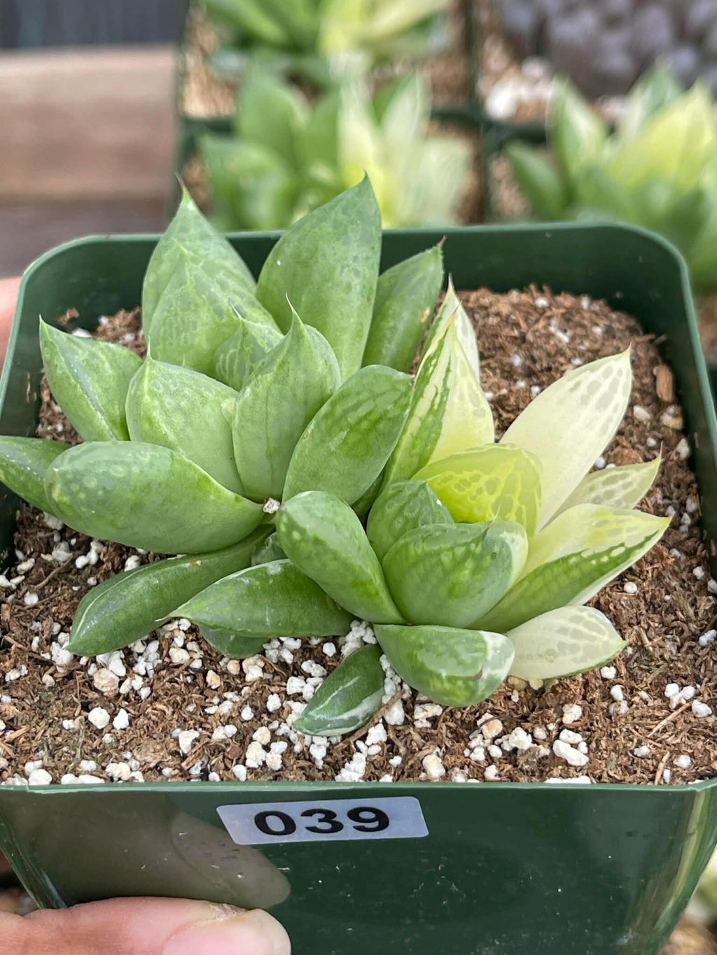 Variegated Haworthia Cuspidata #38 | Rare Live Succulent
