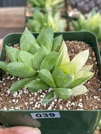 Variegated Haworthia Cuspidata #38 | Rare Live Succulent