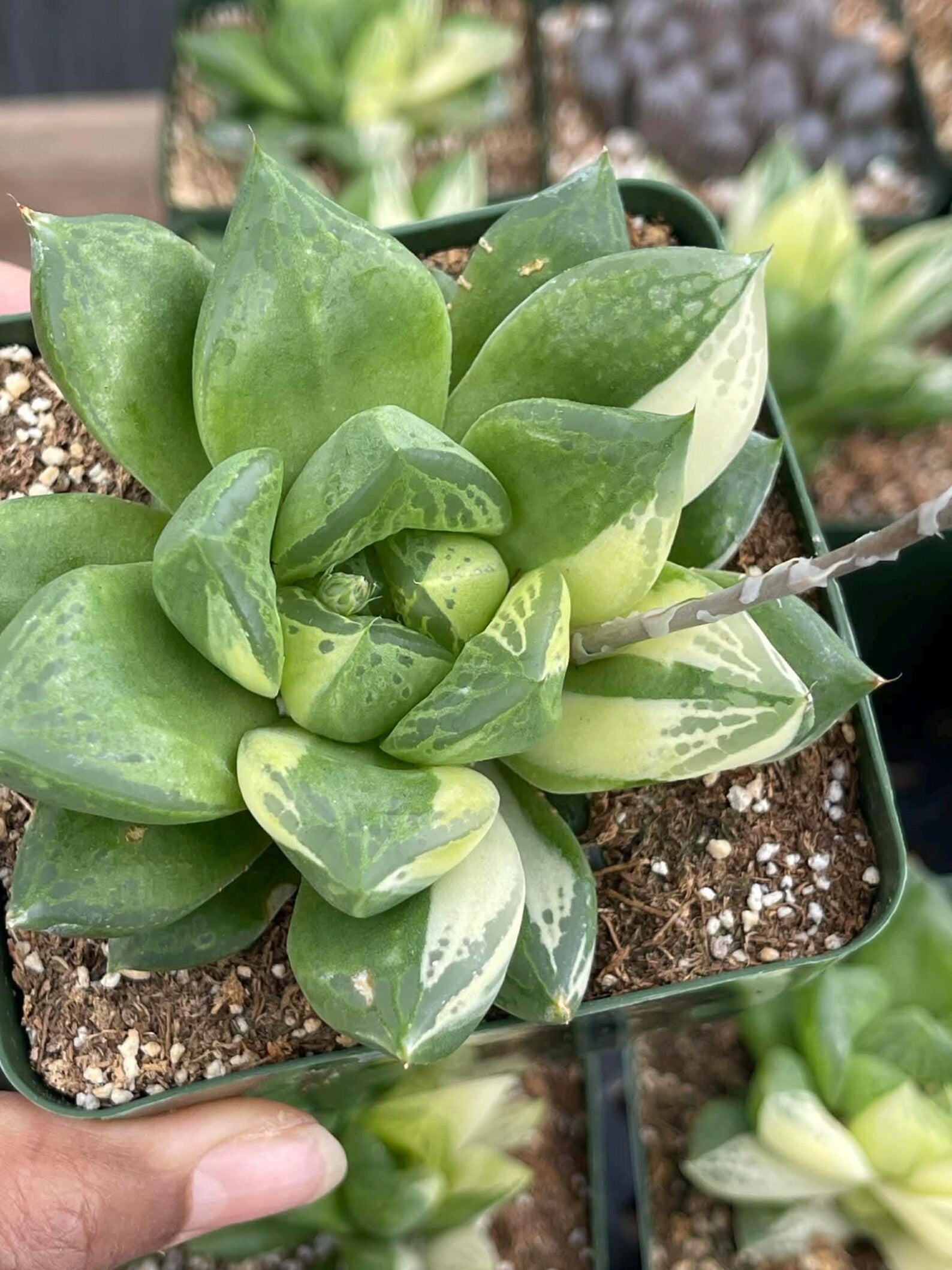 Variegated Haworthia Cuspidata #38 | Rare Live Succulent