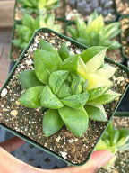 Variegated Haworthia Cuspidata #38 | Rare Live Succulent