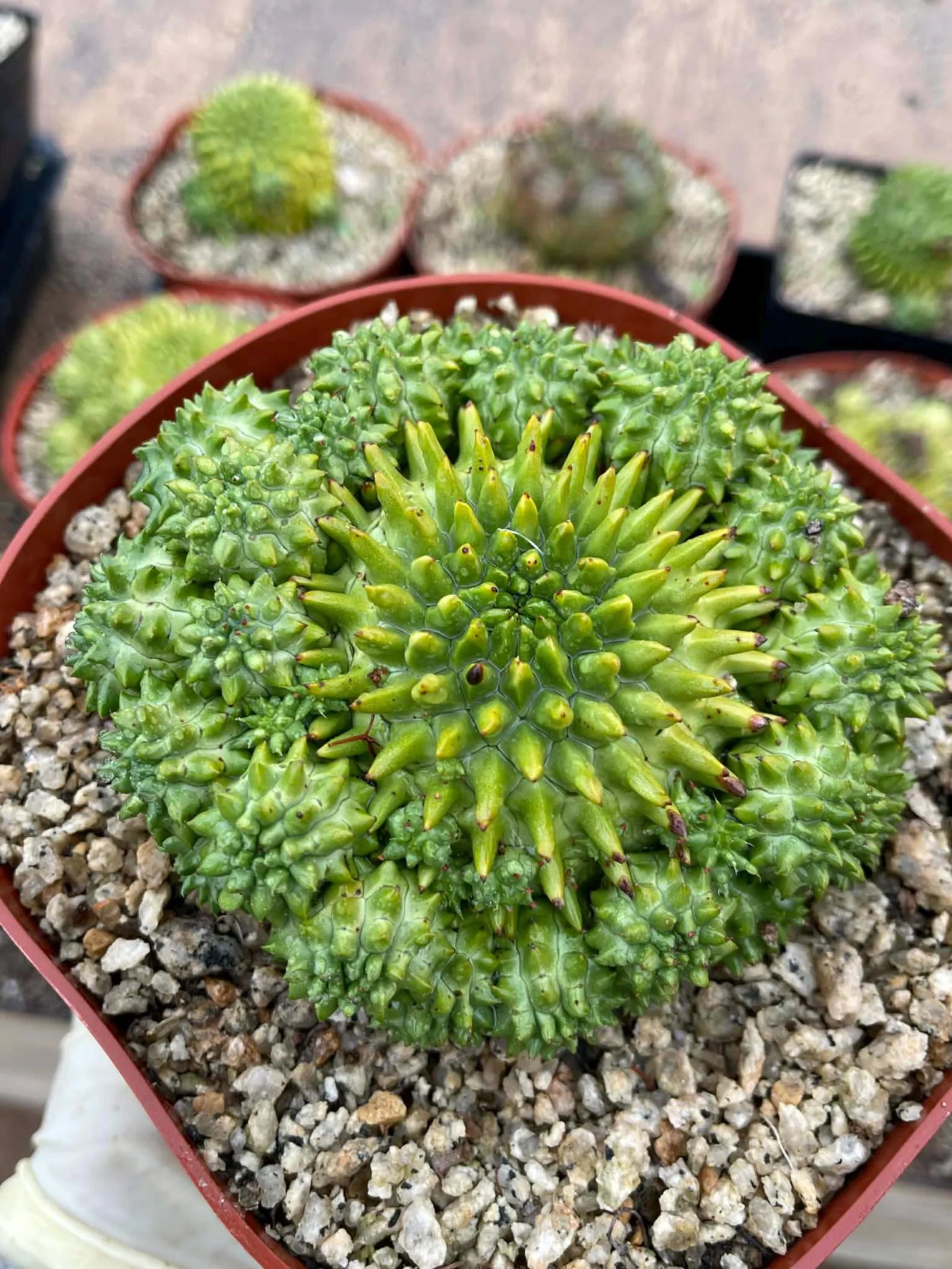 Euphorbia Susannae Cluster | Rare Seed-Grown Live Succulent