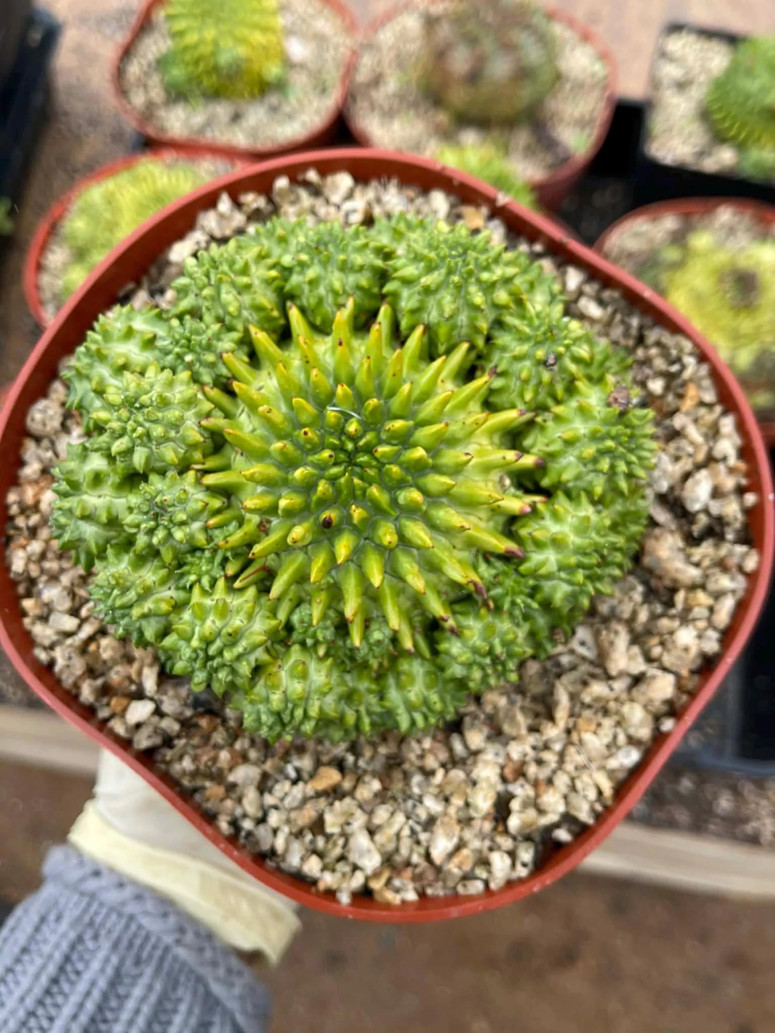 Euphorbia Susannae Cluster | Rare Seed-Grown Live Succulent