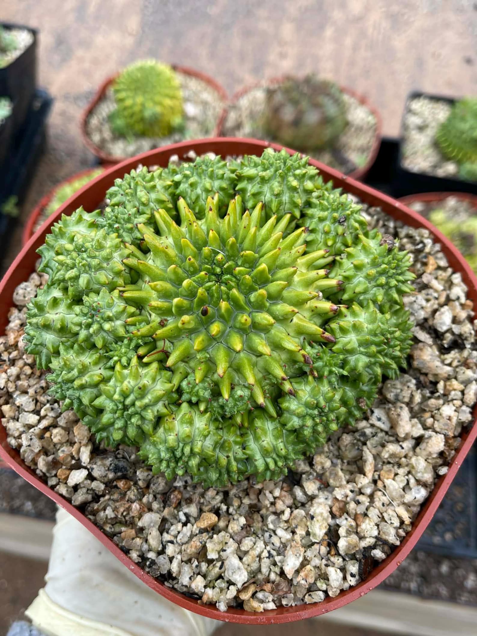 Euphorbia Susannae Cluster | Rare Seed-Grown Live Succulent