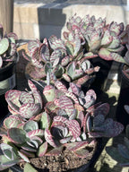 Kalanchoe Humilis Live Succulent Plant | Rare Bonsai-Style Houseplant
