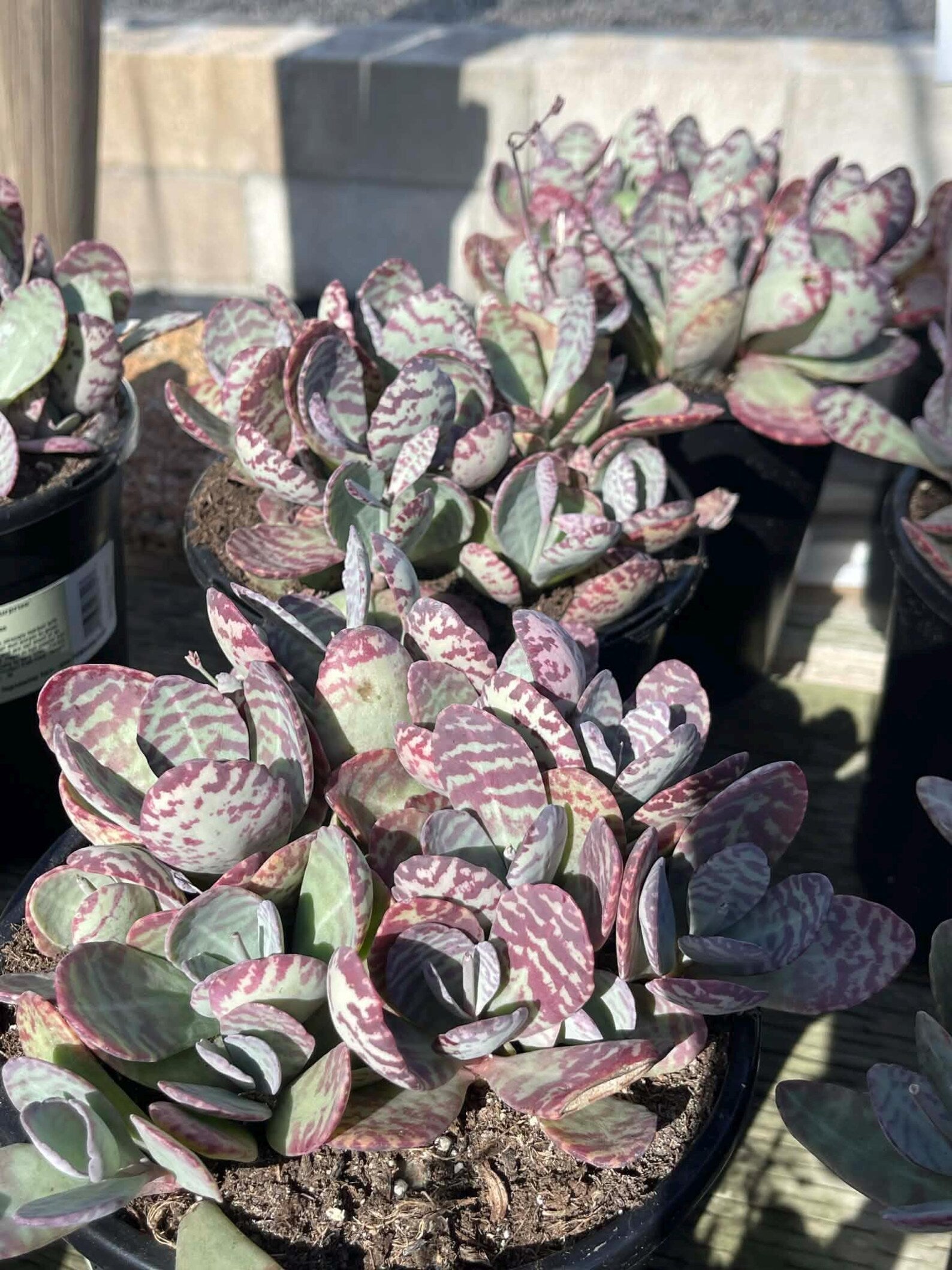 Kalanchoe Humilis Live Succulent Plant | Rare Bonsai-Style Houseplant