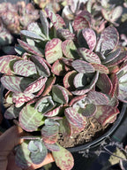 Kalanchoe Humilis Live Succulent Plant | Rare Bonsai-Style Houseplant