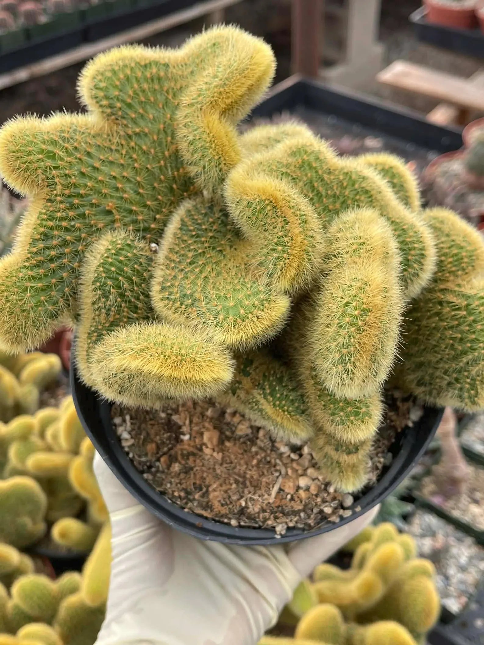 Crested Rat Tail Cactus | Rare Plant | Live Cactus
