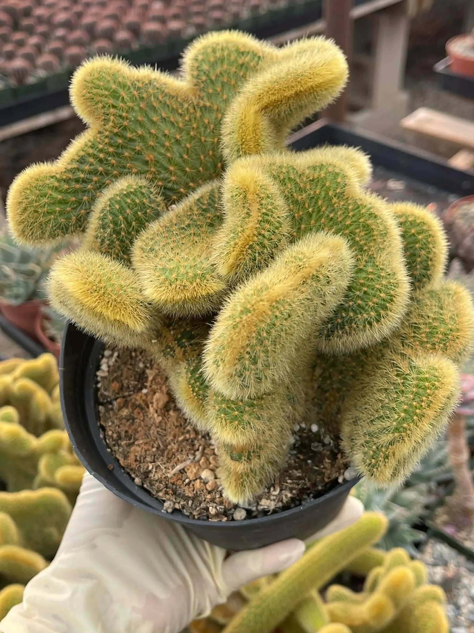 Crested Rat Tail Cactus | Rare Plant | Live Cactus