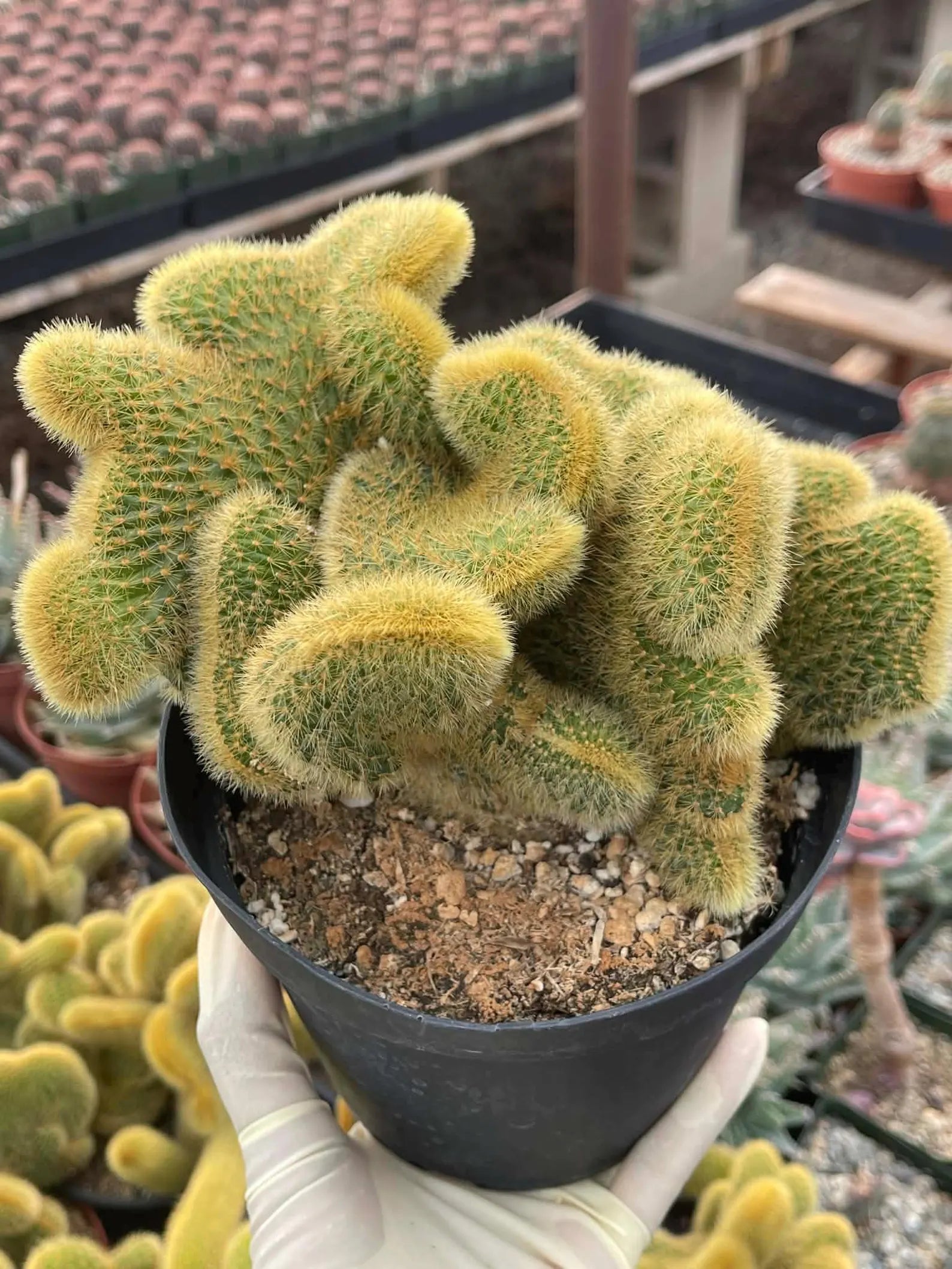 Crested Rat Tail Cactus | Rare Plant | Live Cactus