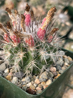 Neoporteria floccosa Rare Spiky Cactus | Live Cactus Plant