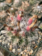 Neoporteria floccosa Rare Spiky Cactus | Live Cactus Plant