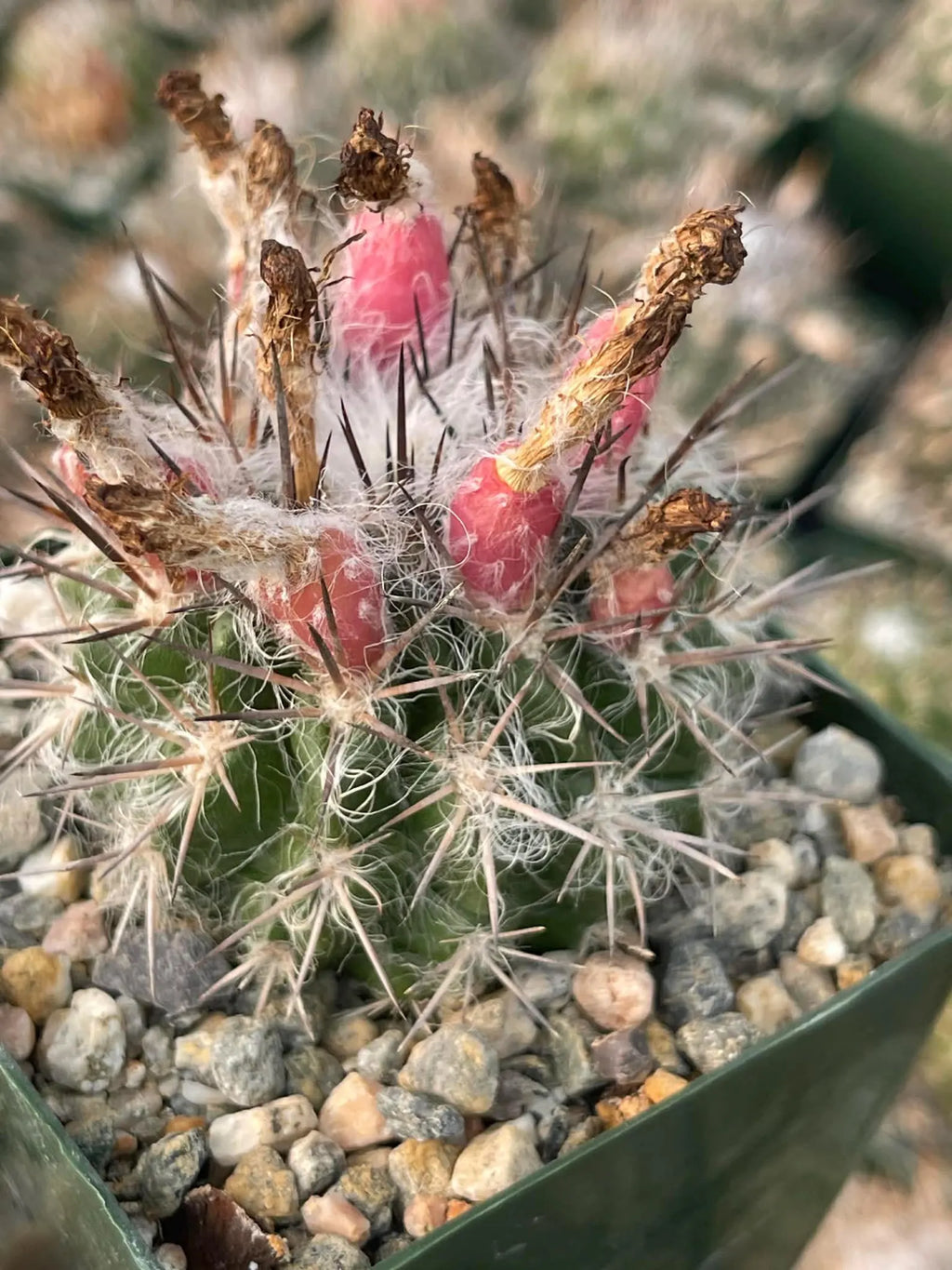Neoporteria floccosa Rare Spiky Cactus | Live Cactus Plant