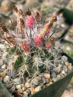 Neoporteria floccosa Rare Spiky Cactus | Live Cactus Plant
