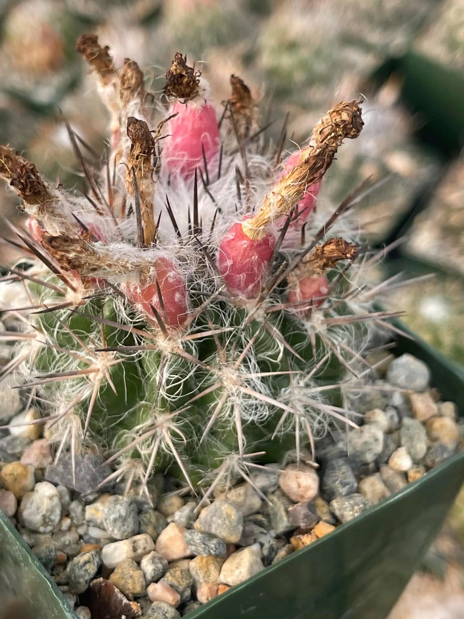 Neoporteria floccosa Rare Spiky Cactus | Live Cactus Plant
