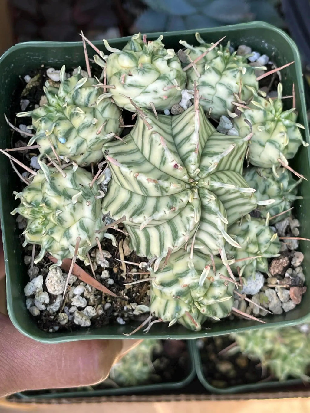 3.5" Variegated Euphorbia Meloformis Cluster | Rare Live Succulent | Variegated Collector Plant | Full Pot