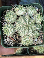 3.5" Variegated Euphorbia Meloformis Cluster | Rare Live Succulent | Variegated Collector Plant | Full Pot