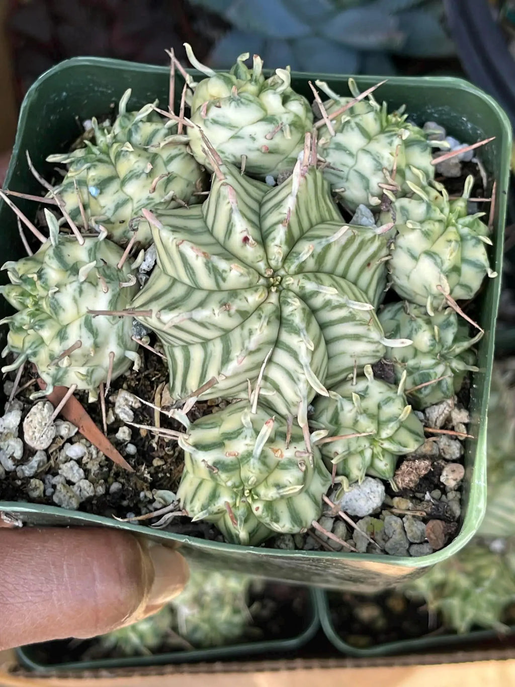 3.5" Variegated Euphorbia Meloformis Cluster | Rare Live Succulent | Variegated Collector Plant | Full Pot