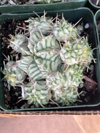 3.5" Variegated Euphorbia Meloformis Cluster | Rare Live Succulent | Variegated Collector Plant | Full Pot
