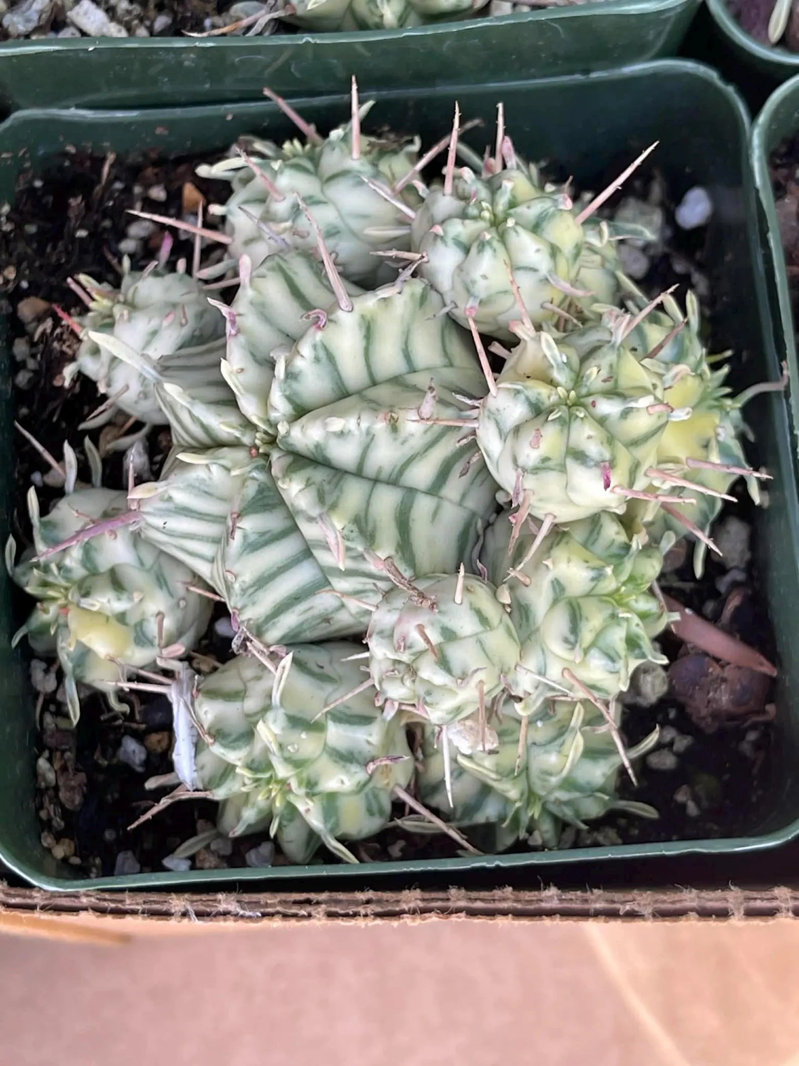 3.5" Variegated Euphorbia Meloformis Cluster | Rare Live Succulent | Variegated Collector Plant | Full Pot