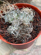 Astrophytum Capricorne Cluster #49 | Multi-Head Live Cactus