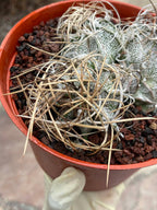 Astrophytum Capricorne Cluster #49 | Multi-Head Live Cactus