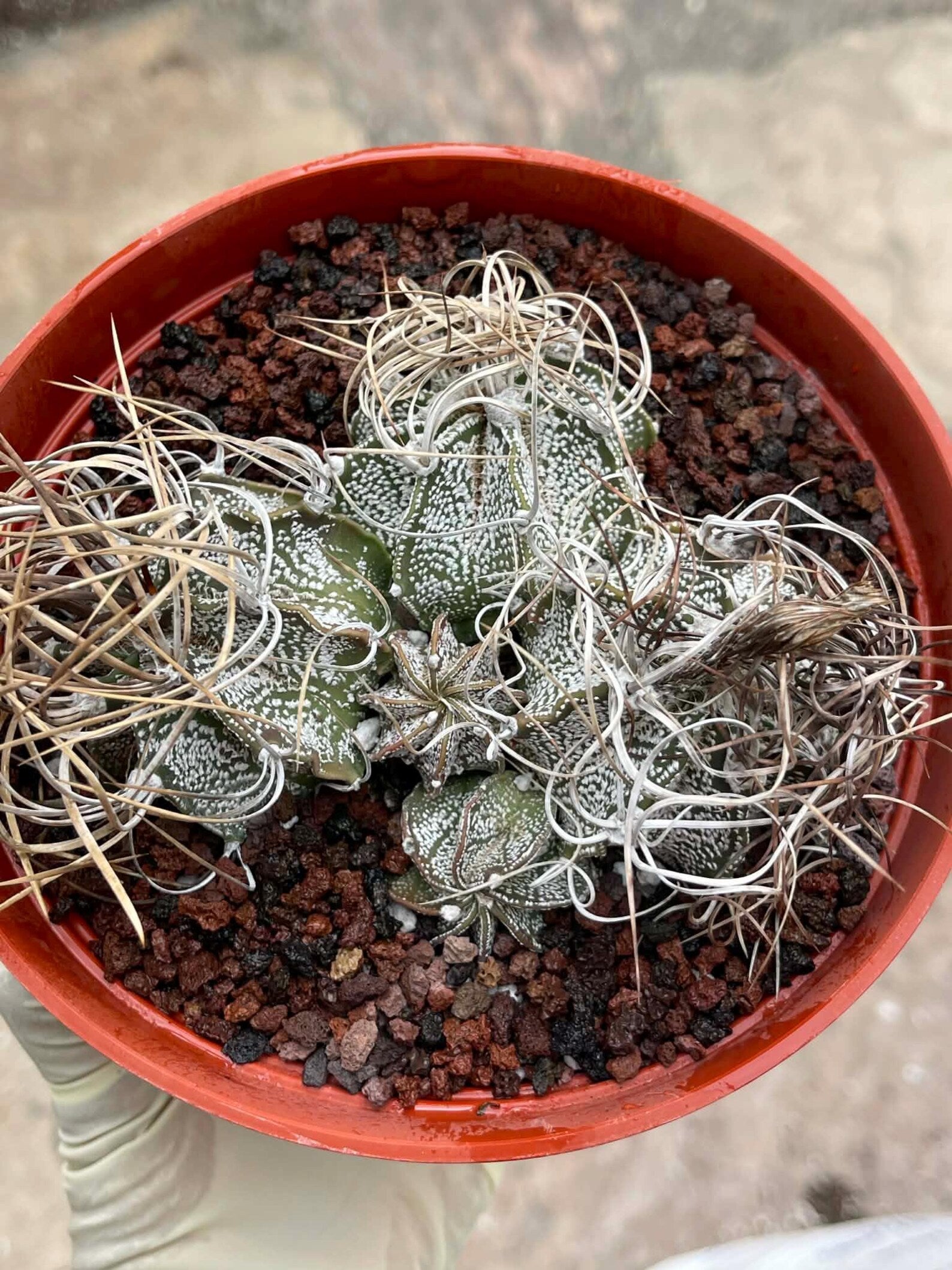 Astrophytum Capricorne Cluster #49 | Multi-Head Live Cactus