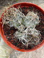 Astrophytum Capricorne Cluster #49 | Multi-Head Live Cactus
