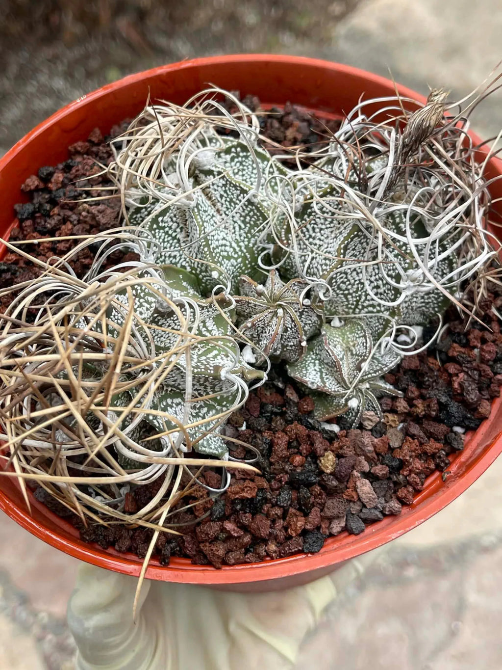 Astrophytum Capricorne Cluster #49 | Multi-Head Live Cactus
