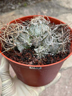 Astrophytum Capricorne Cluster #49 | Multi-Head Live Cactus