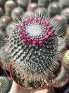 Mammillaria Un Pico 6” | Large Live Cactus
