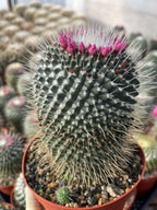 Mammillaria Un Pico 6” | Large Live Cactus