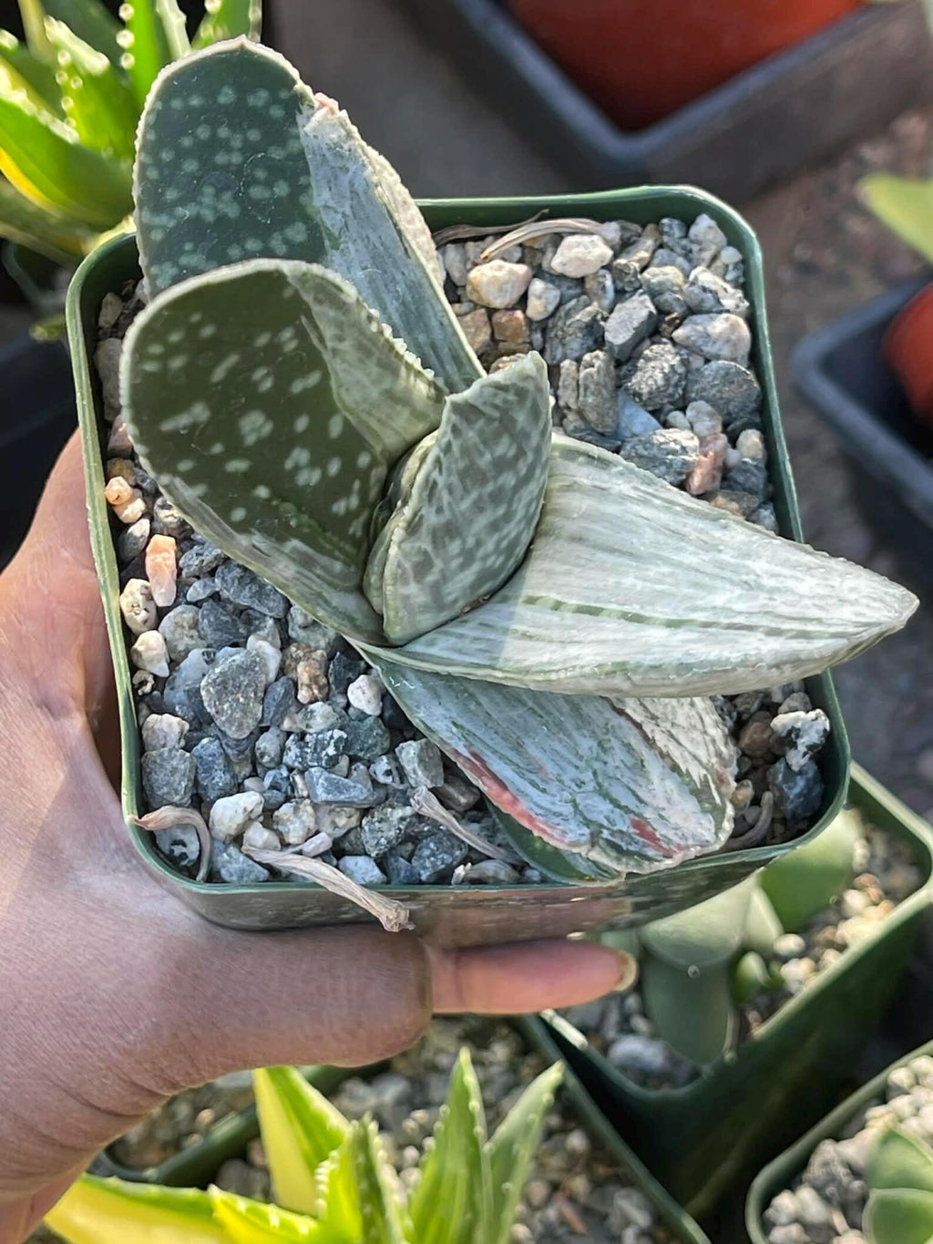 Gasteria Sakura Fuji Variegated Live Succulent | Rare Collector Plant | 3.5"