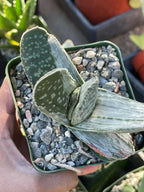 Gasteria Sakura Fuji Variegated Live Succulent | Rare Collector Plant | 3.5"