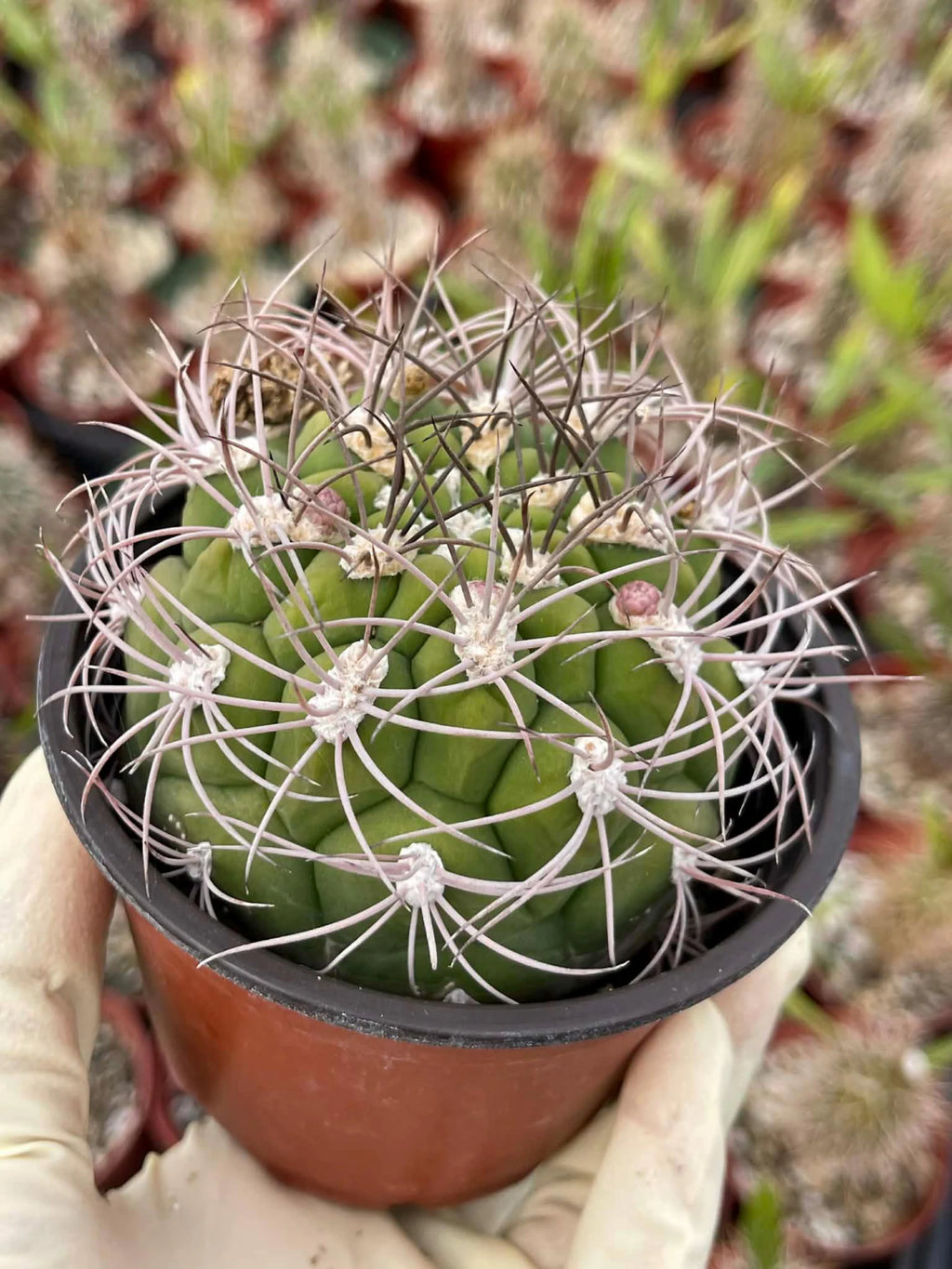 4” Gymnocalycium Saglionis Live Cactus | Rare Easy-Care Succulent Plant | Exact Plant