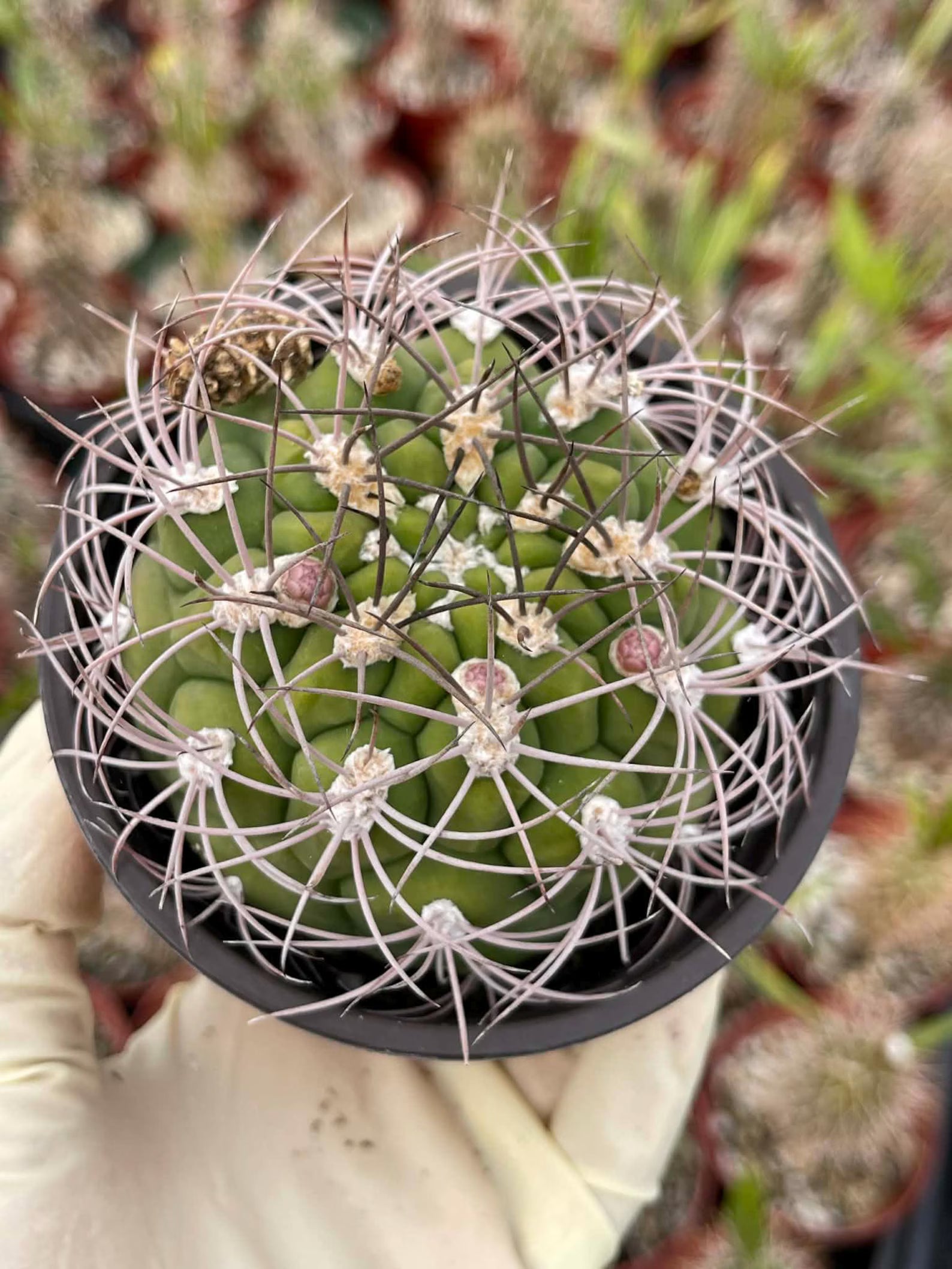 4” Gymnocalycium Saglionis Live Cactus | Rare Easy-Care Succulent Plant | Exact Plant