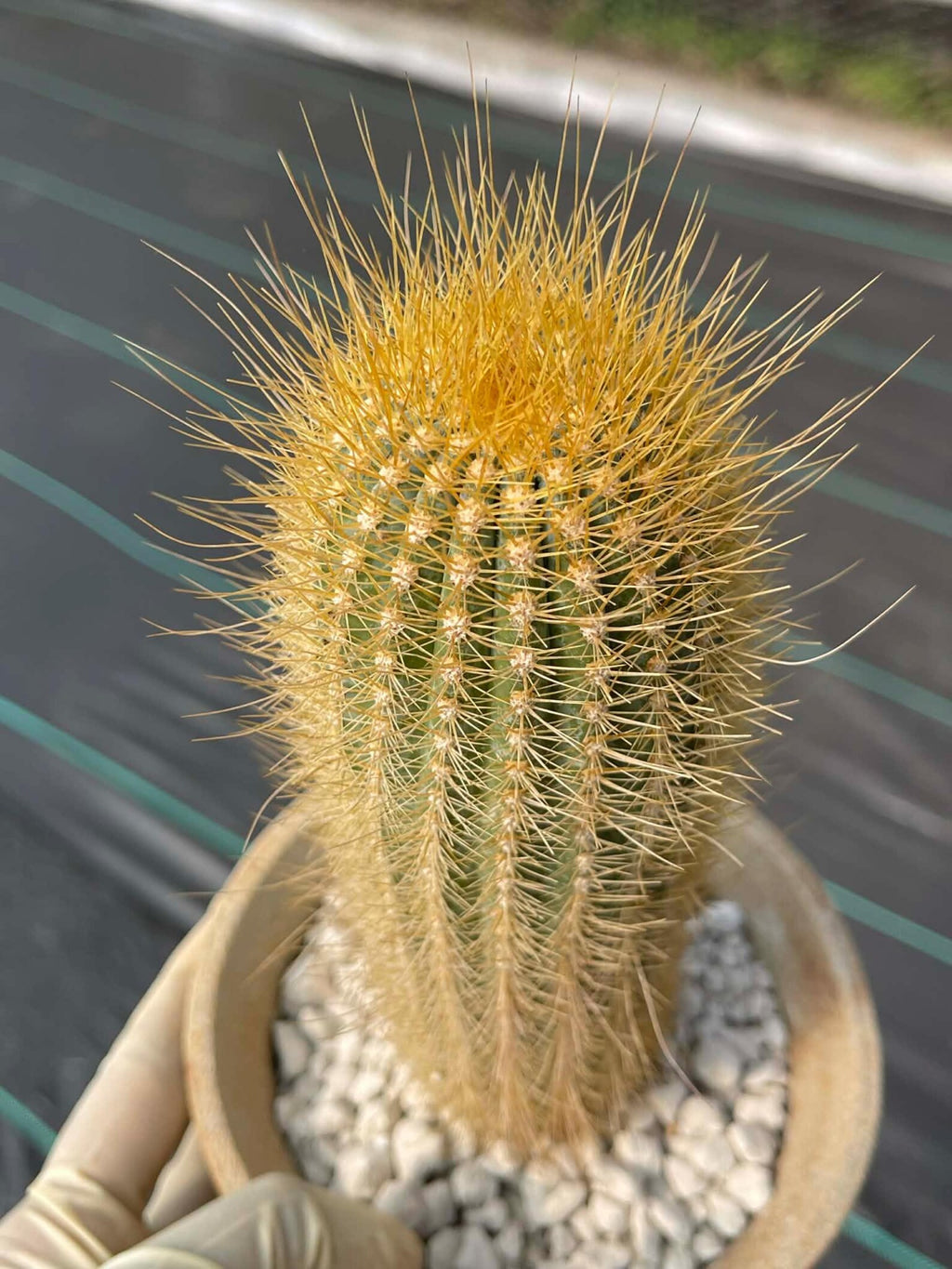 Micranthocereus Cactus | Rare Live Cactus Plant |