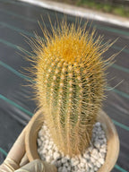 Micranthocereus Cactus | Rare Live Cactus Plant |