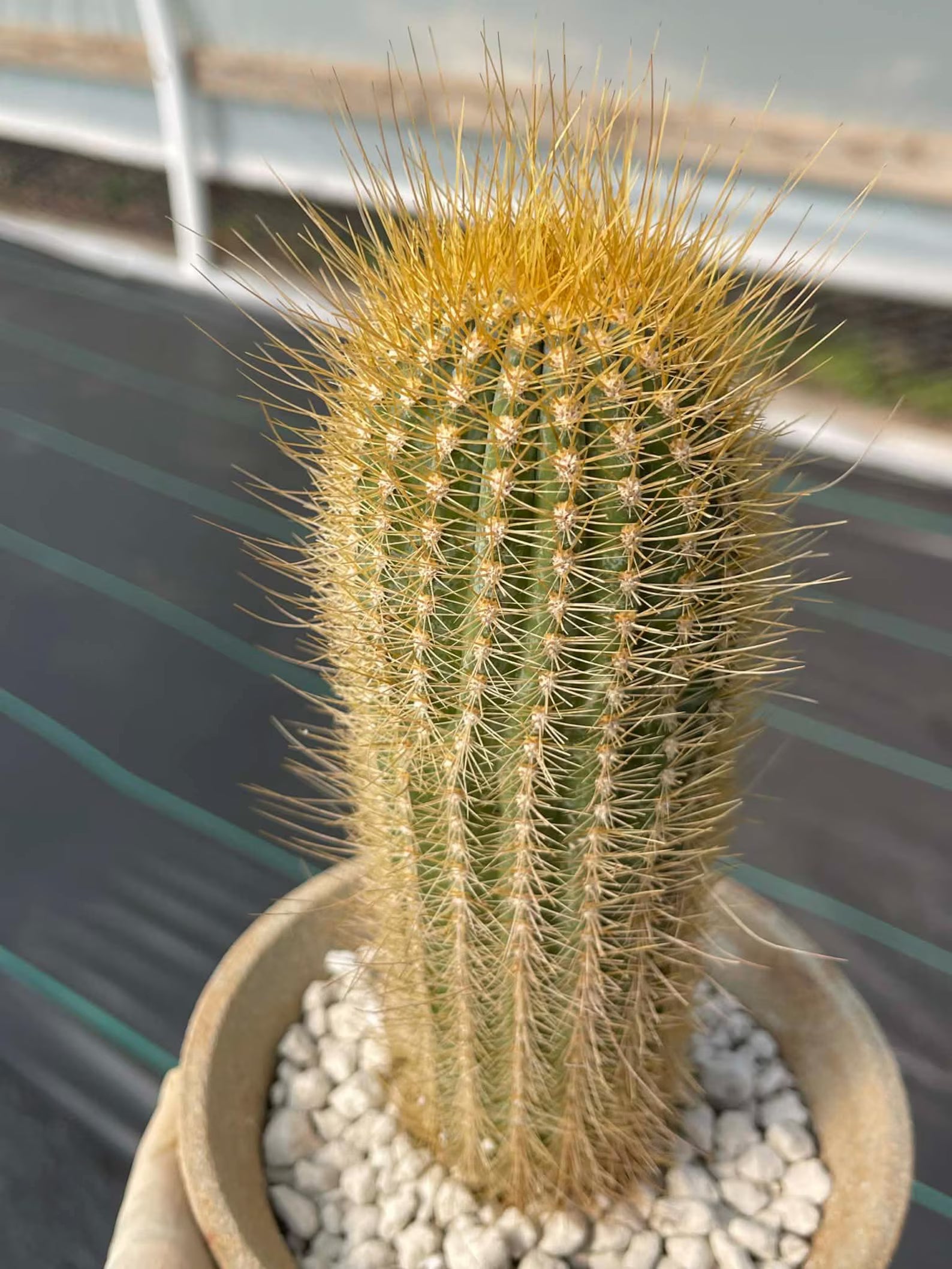 Micranthocereus Cactus | Rare Live Cactus Plant |