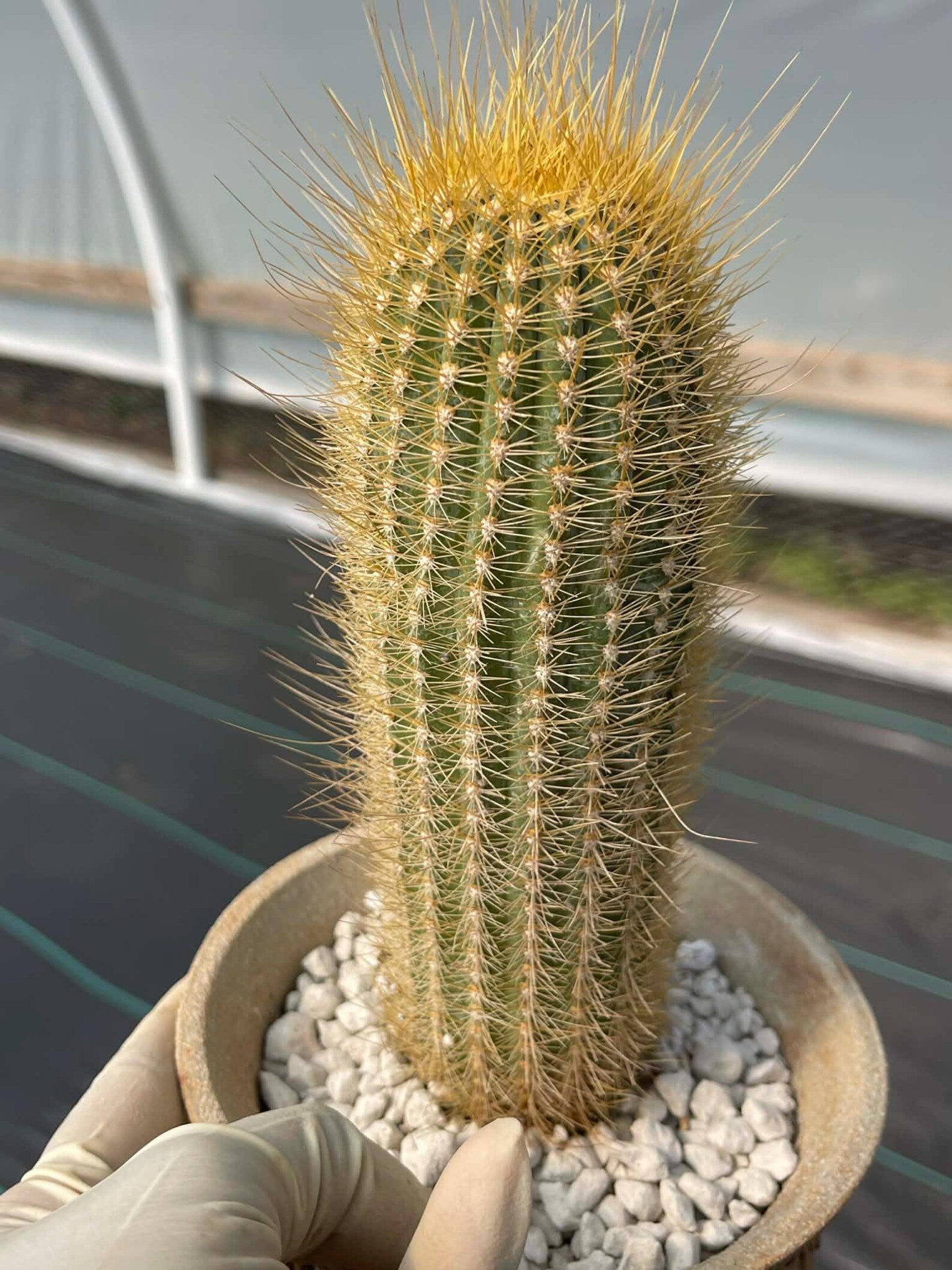 Micranthocereus Cactus | Rare Live Cactus Plant |