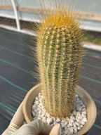 Micranthocereus Cactus | Rare Live Cactus Plant |