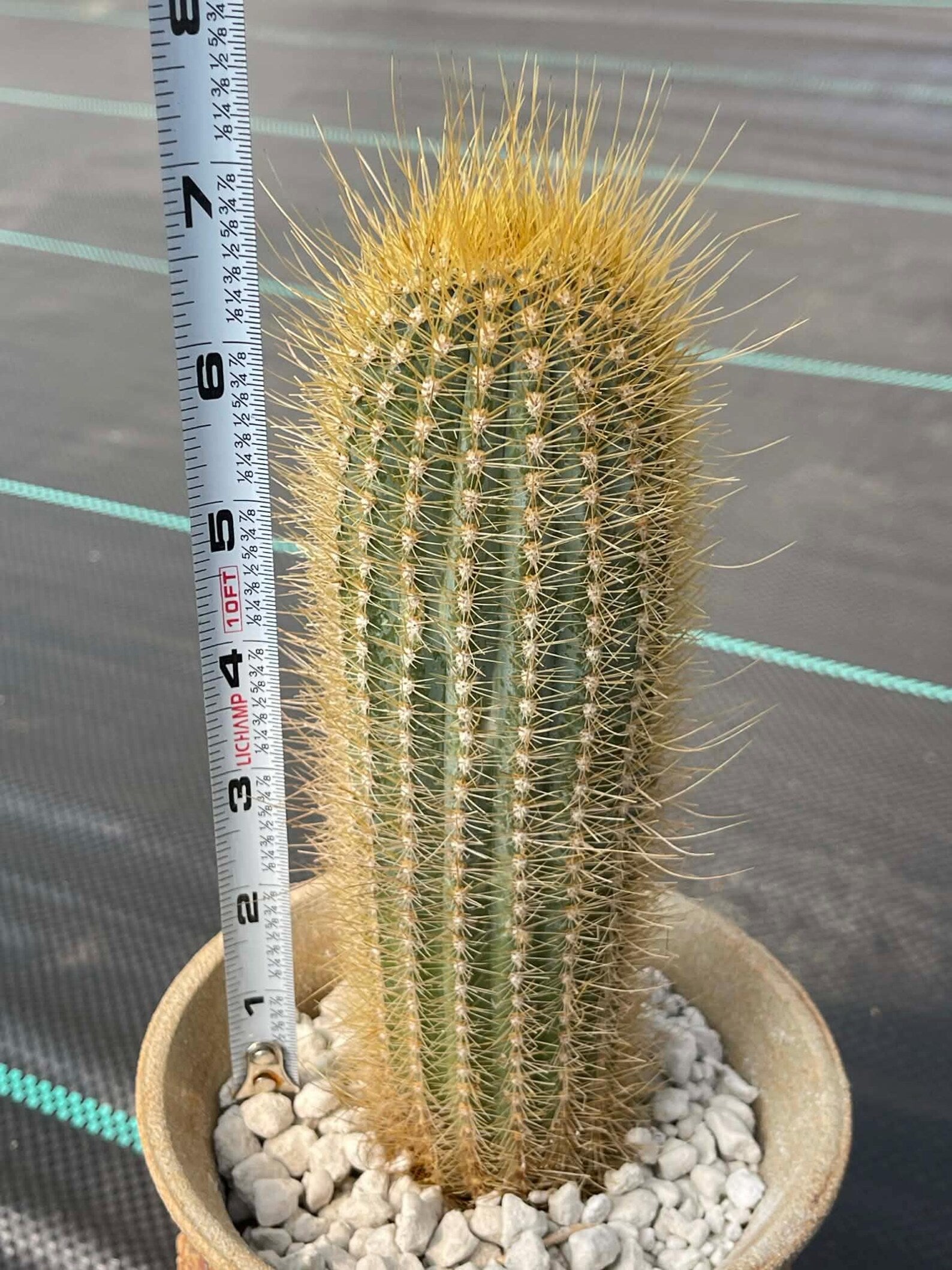Micranthocereus Cactus | Rare Live Cactus Plant |