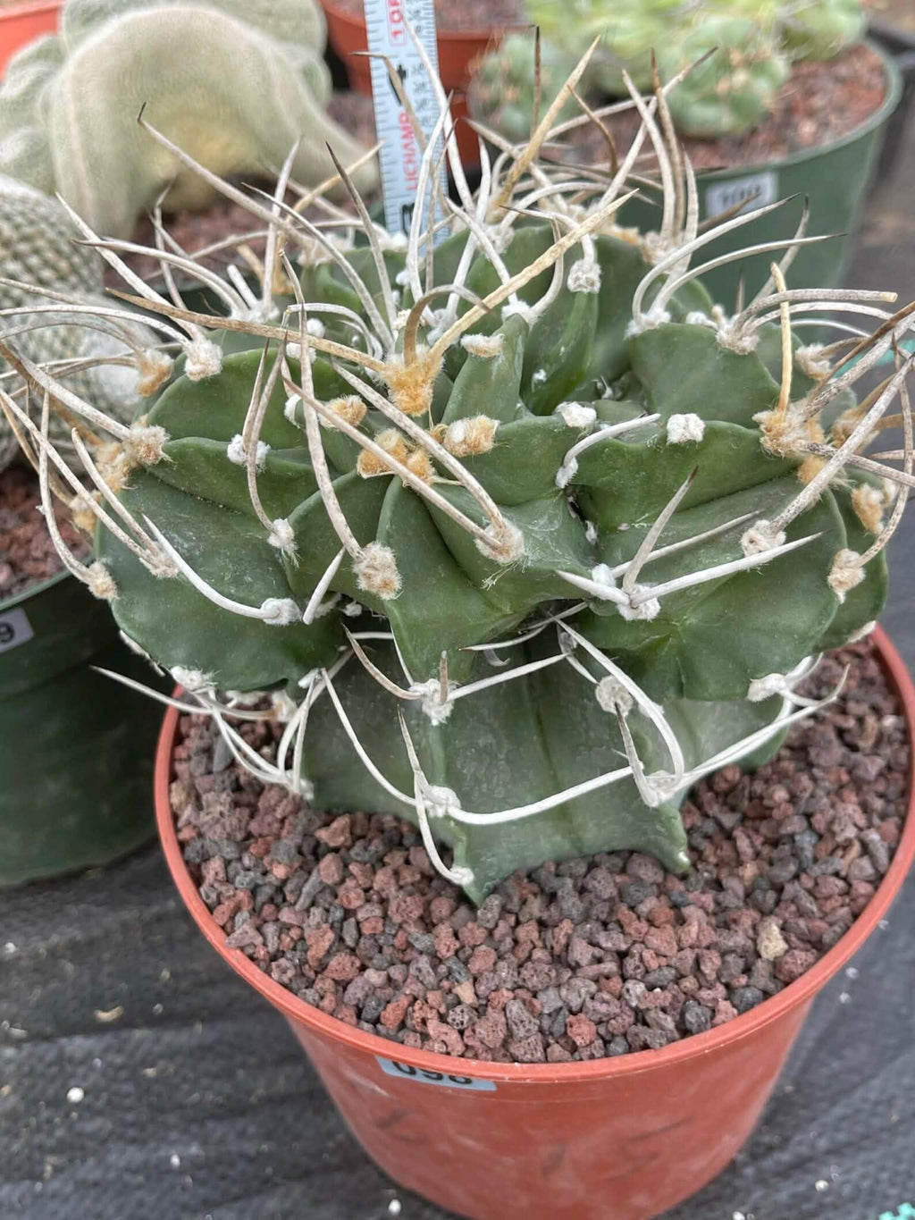 Astrophytum Capricorne with Pups #98