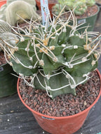 Astrophytum Capricorne with Pups #98
