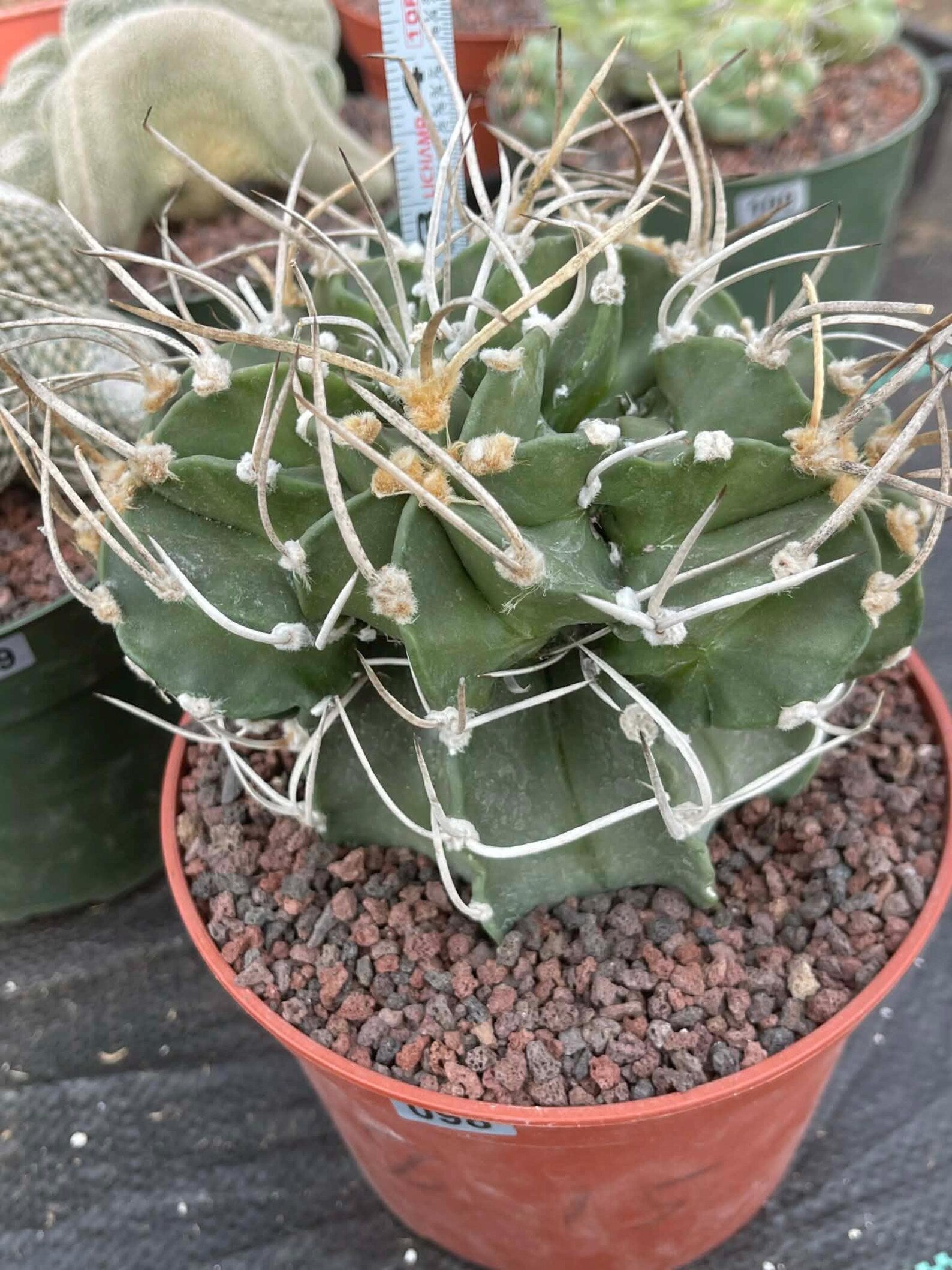 Astrophytum Capricorne with Pups #98