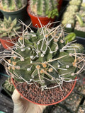 Astrophytum Capricorne with Pups #98