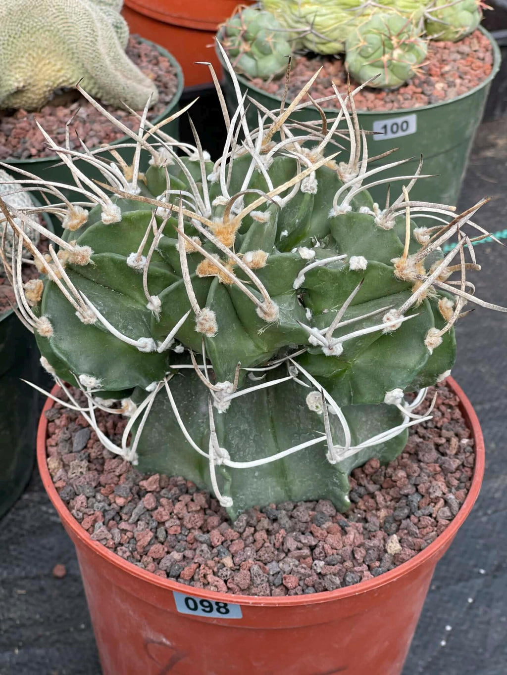 Astrophytum Capricorne with Pups #98